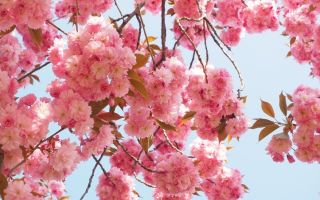 Особенности выращивания японской вишни сакуры