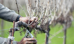 Обрезка винограда осенью для новичков