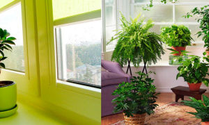 Свет для комнатных растений