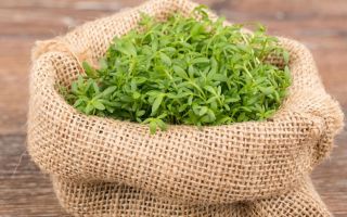 Кресс-салат – выращивание на подоконнике