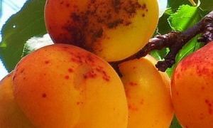Почему на абрикосах коричневые пятна