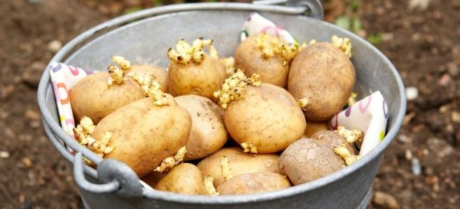 Методы проращивания картофеля перед посадкой