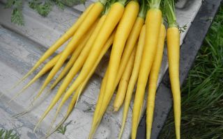 Желтая морковь — разновидности и описание
