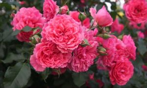 5 лучших сортов плетистой розы с крупными цветками