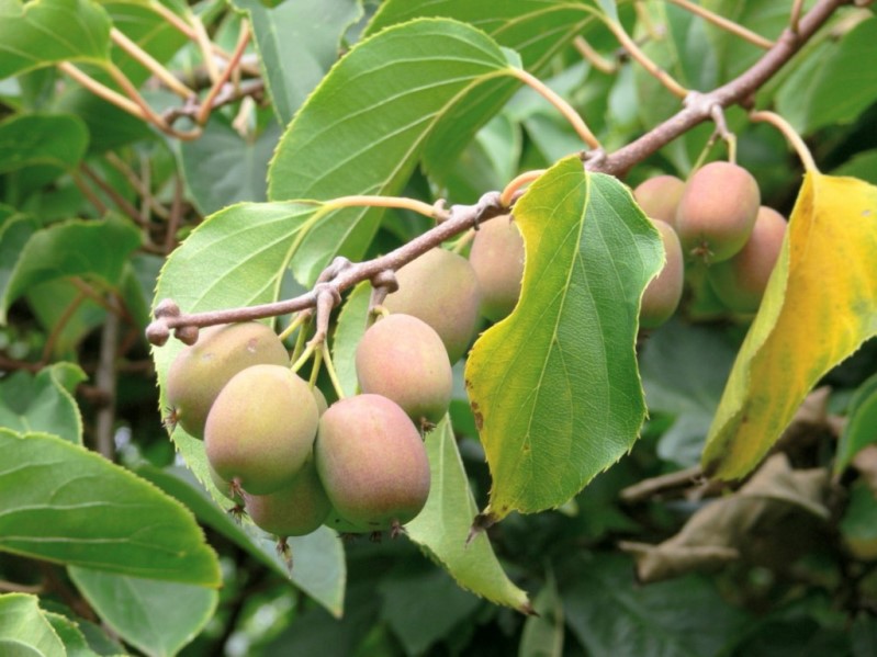 Актинидия - сбор урожая, как определить спелость плодов