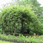 Выращивание актинидии в саду: советы для дачников