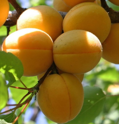 Сорта абрикоса. Ароматный Мелитопольский поздний