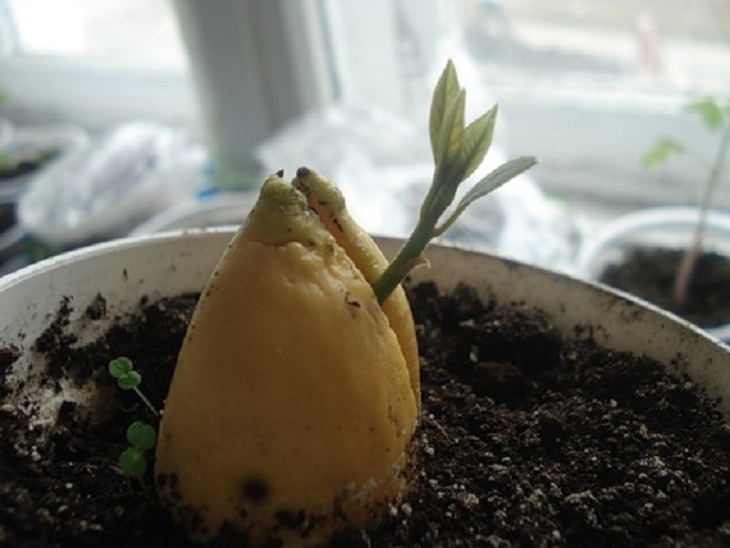 Выращивание саженца авокадо из косточки в грунте