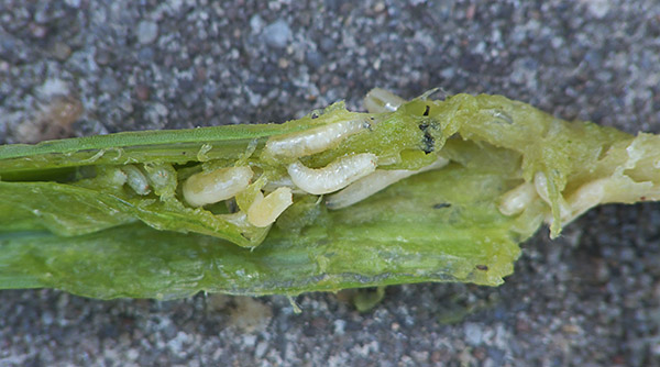 Болезни арбузов личинка ростковой мухи