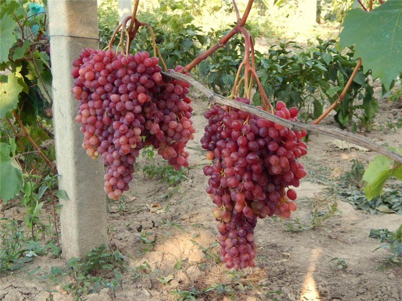 Гибридный сорт бессемянной разновидности винограда Велес