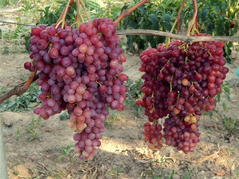 Гроздья винограда Велес на кусте