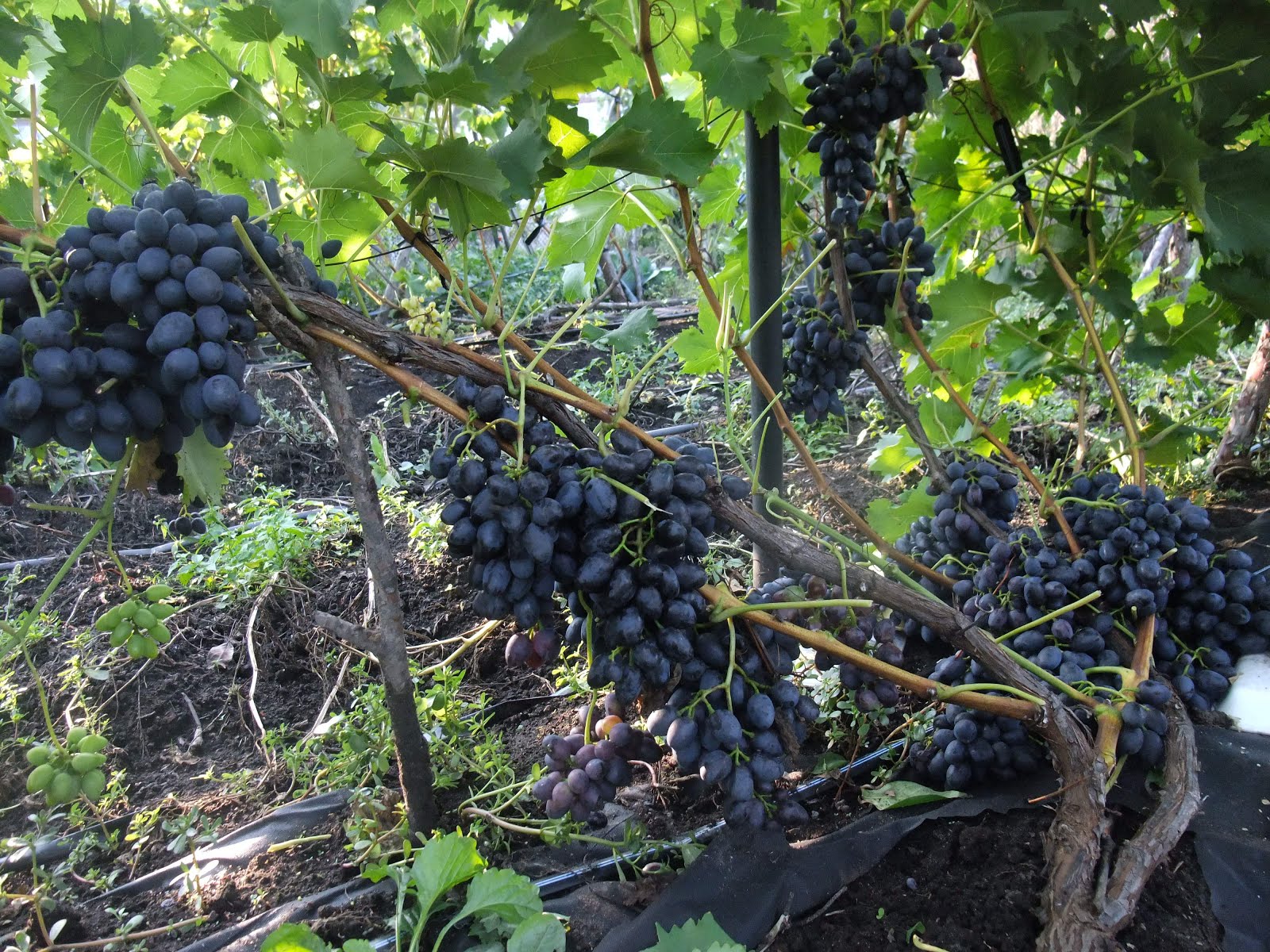 Как избавиться от проблемі горошения винограда