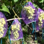 Как уберечь виноград от ос