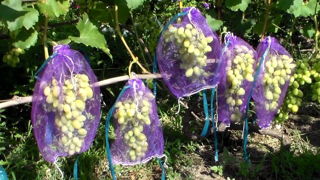 Как уберечь урожай винограда от ос и защитить его на весь период созревания