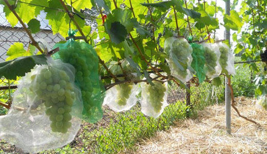 Как уберечь виноград от ос доступные способы