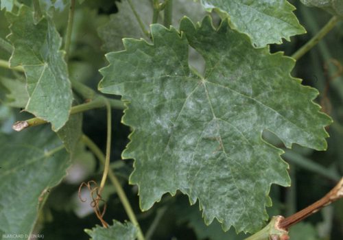 Опрыскивание винограда пищевой содой для борьбы с мучинистой росой
