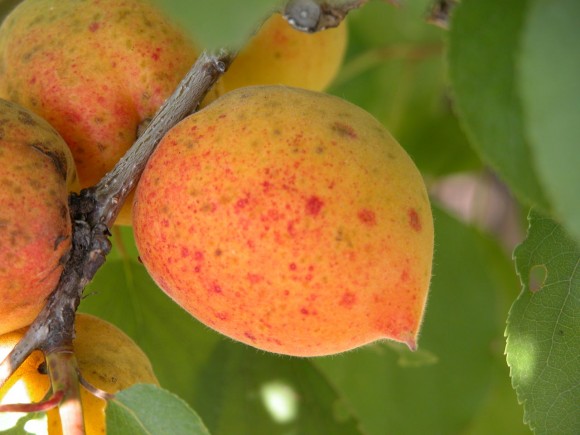 Плоды абрикоса сорта Академик