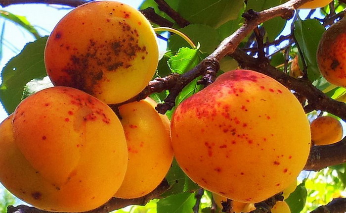Почему на абрикосах коричневые пятна