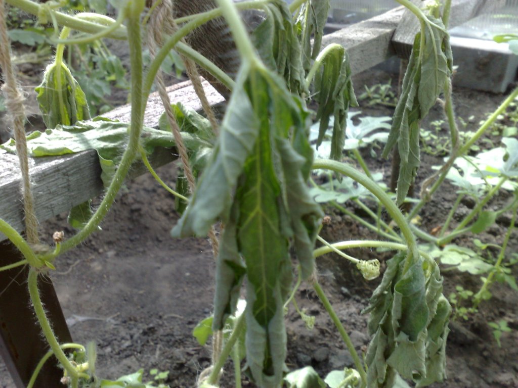 Причины увядания листьев арбуза