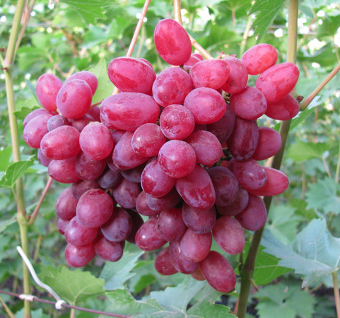 Сорт винограда велес