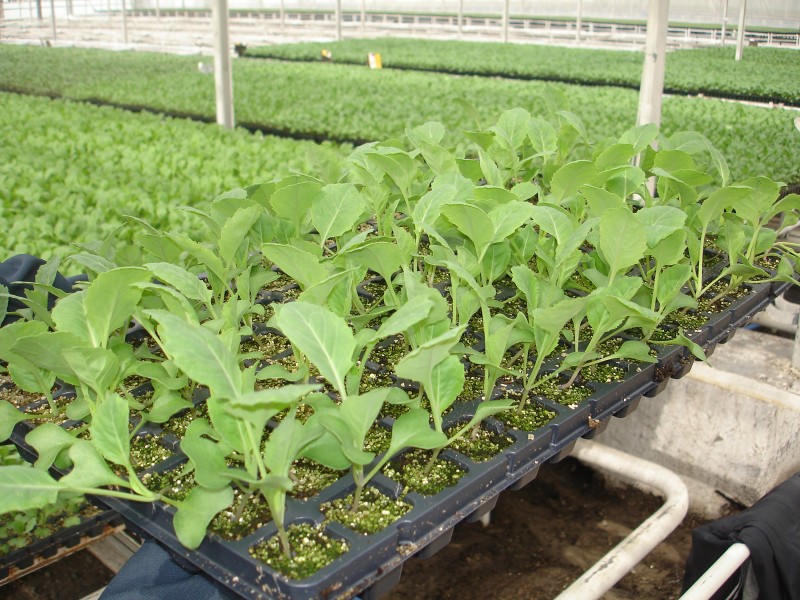 Выращивание капусты белокочанной из семян