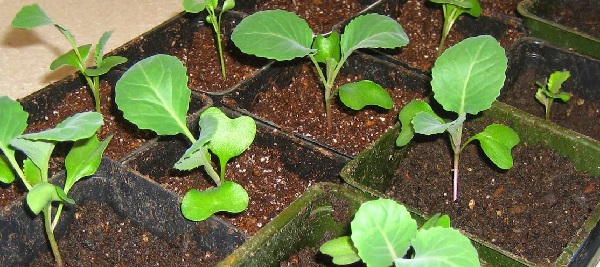 Выращивание рассады капусты белокочанной для высадки в открытый грунт