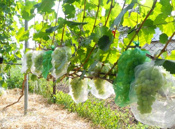 Защита винограда Лора от ос в период созревания ягод