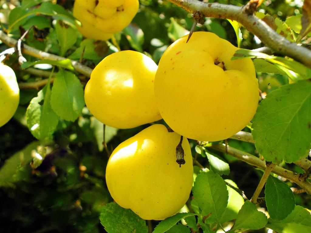 Айва - полезные свойства и вред плодов