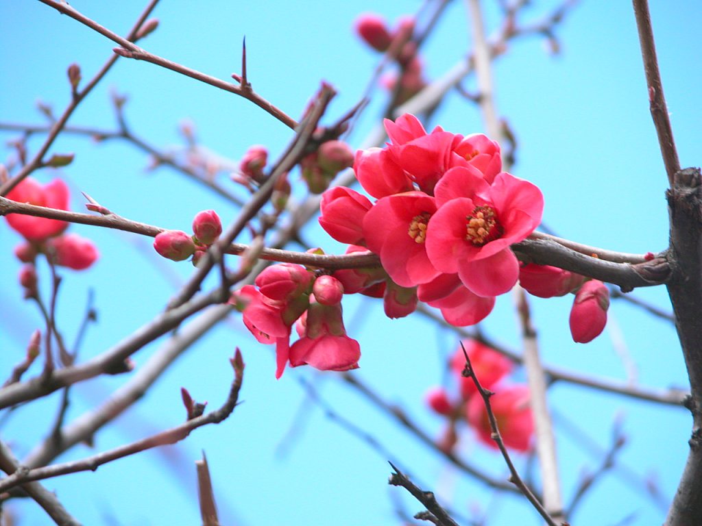 Айва японская цветение