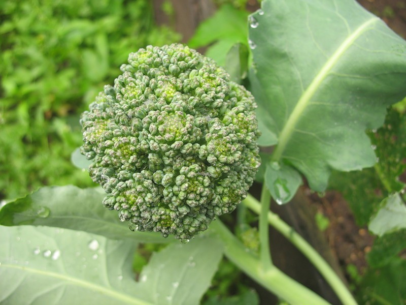 Брокколи выращивание из семян - секреты опытных дачников