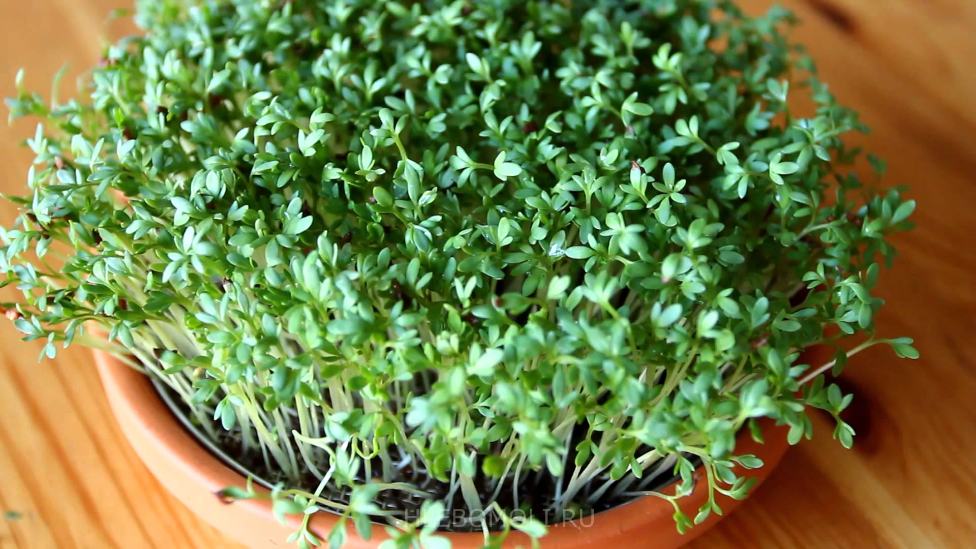 Как прорастить семена кресс-салата на подоконнике дома