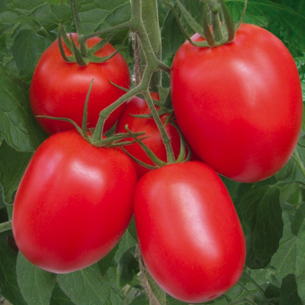 Как самостоятельно вырастить помидоры рио гранде на грядке