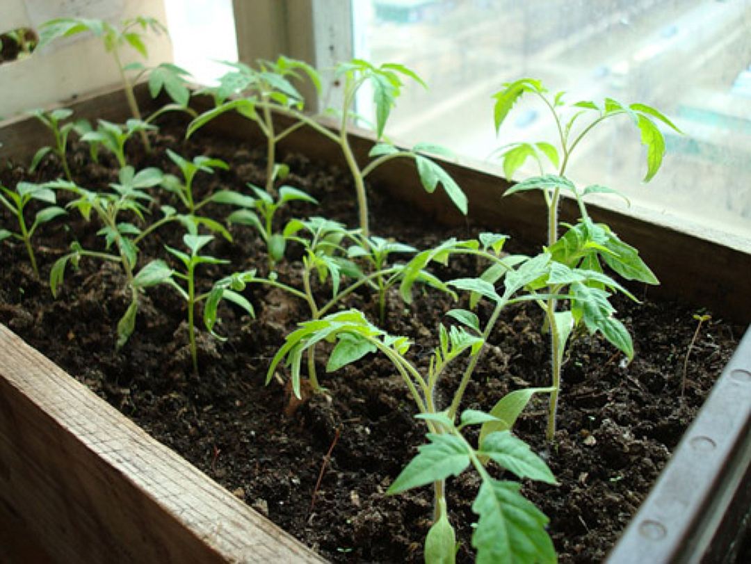 Как сажать помидоры на рассаду - антисептическая обработка земли