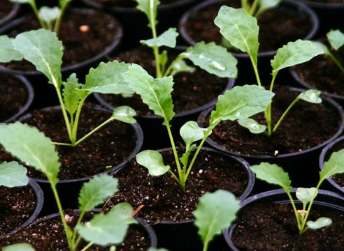 Как ухаживать за рассадой брокколи для получения хорошего урожая