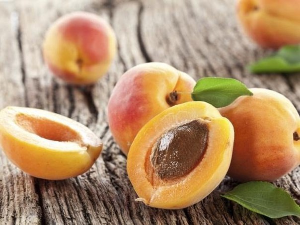 Как вырастить абрикос из косточки - выбор сорта абрикоса для посадки