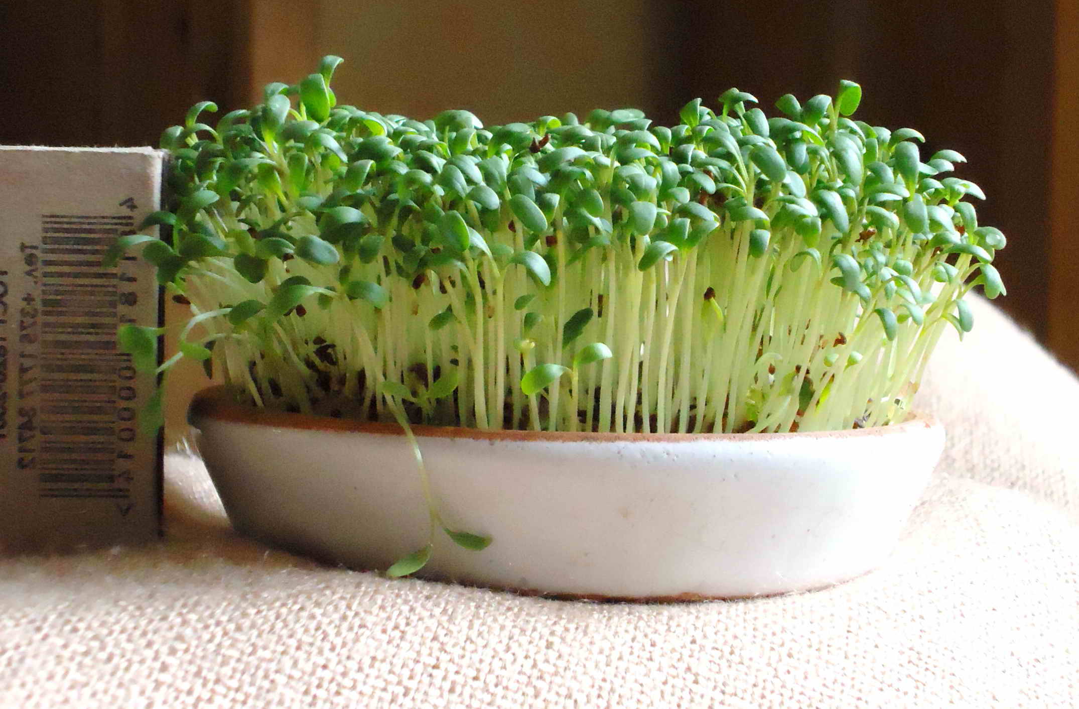 Кресс-салат выращивание на подоконнике как правильно ухаживать за культурой