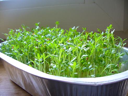 Кресс-салат выращивание на подоконнике в домашних условиях