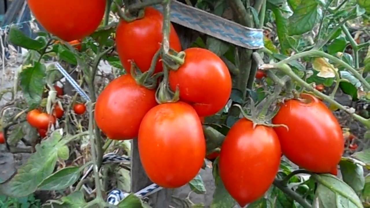 Низкорослый сорт помидор голландской селекции Рио Гранде