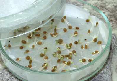Обработка семян перца перед посадкой - проращивание культуры в домашних условиях