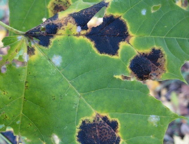 Почему листья винограда чернеют - вредоносные грибки