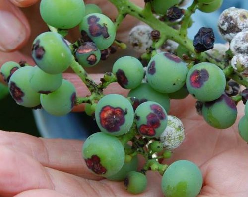 Почему виноград чернеет - симптомы антракноза винограда