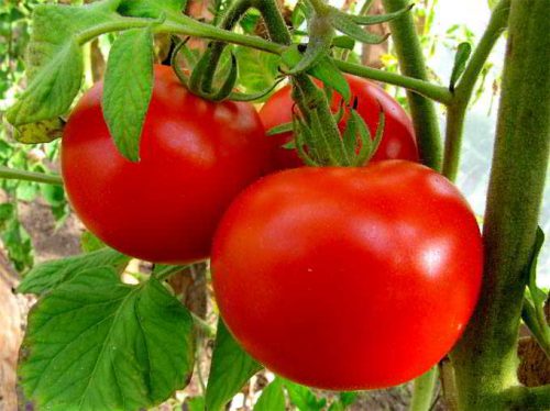 Помидоры дубок - ароматные сочные томаты