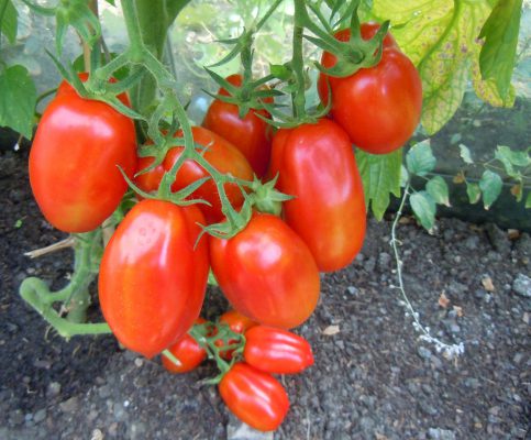 Помидоры новичок - посадка и уход за томатами