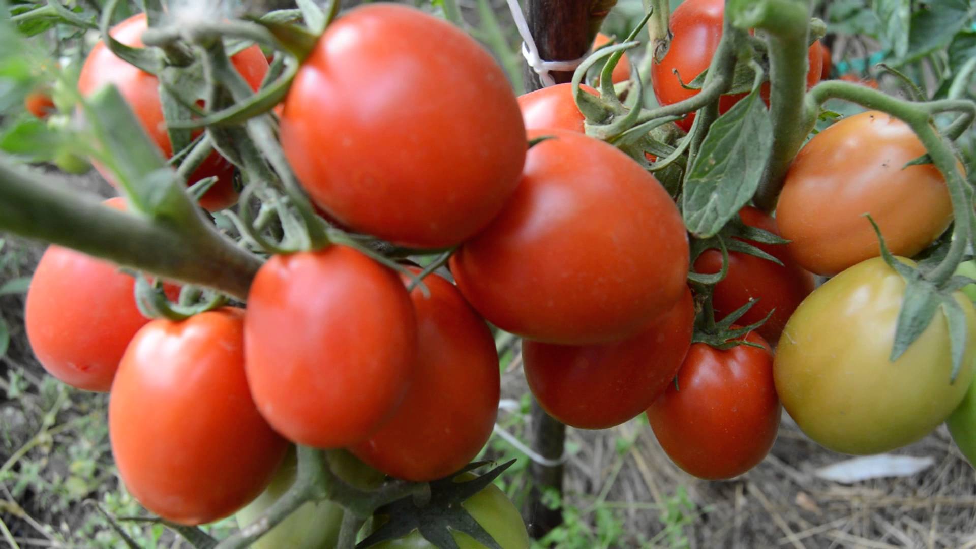 Помидоры рио гранде - томат с плотной мякотью