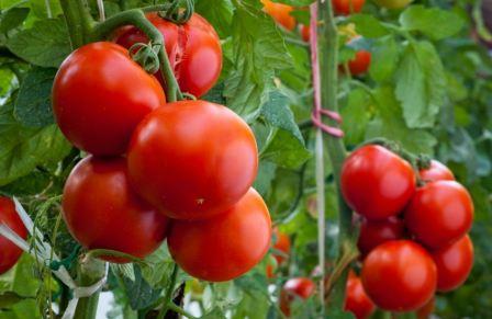 Раннеспелые высокоурожайные помидоры Евпатор