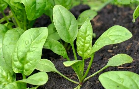 Шпинат выращивание из семян - полезная информация для огородников