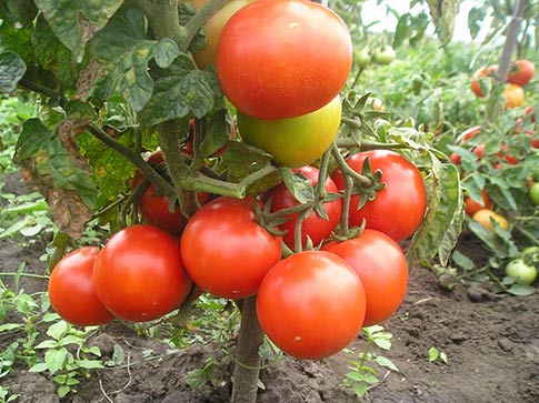Штамбовый сорт помидор - выращивание штамбовых овощей
