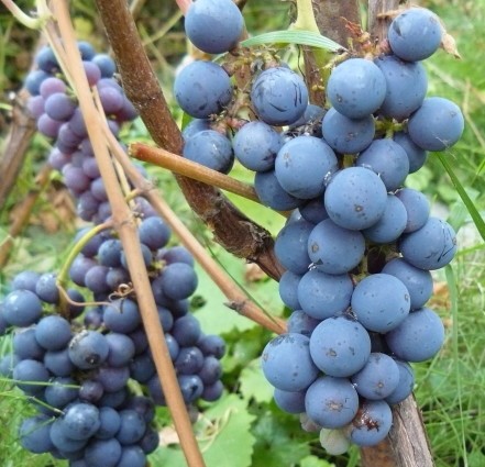 Виноград Амурский урожайный северный сорт