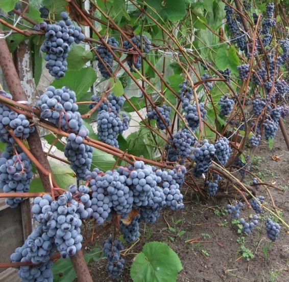 Виноград Зилга выращивание на даче
