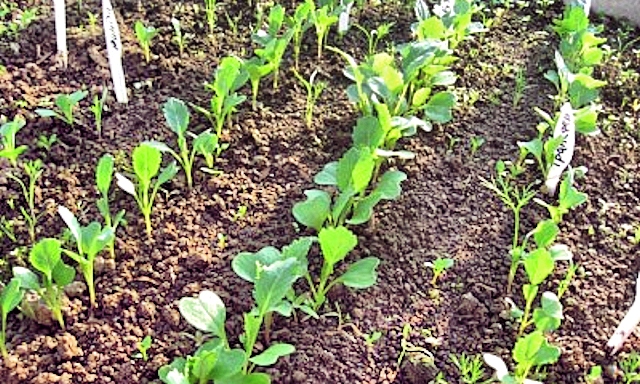 Выращивание рассады брокколи в открытом грунте